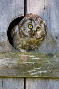 Boreal Owl (Aegolius funereus), adult on the lookout at nestbox, Kuusamo, Northern Ostrobothnia, Finland Boreal Owl (Aegolius funereus), adult on the lookout at nestbox, Kuusamo, Northern Ostrobothnia, Finland